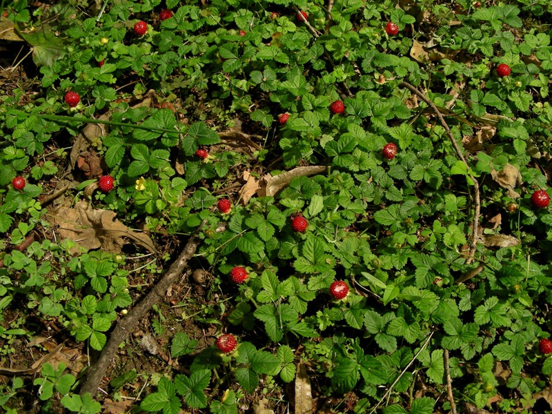 Potentilla indica (=Duchesnea indica) / Fragola matta